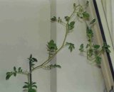 Brambora